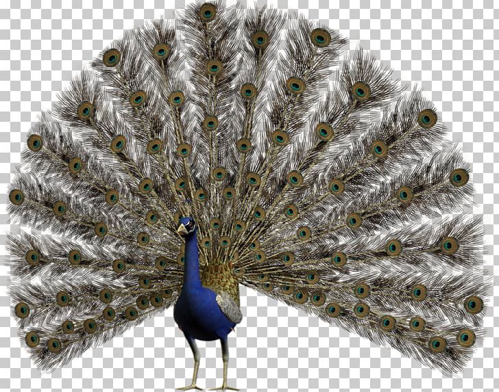 Peafowl PNG, Clipart, Animals, Beak, Birds, Clip Art, Encapsulated ...