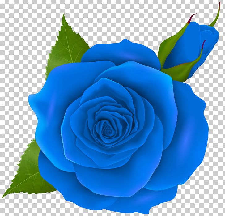 Rose Pink PNG, Clipart, Blue, Blue Rose, Bud, Centifolia Roses, Clipart Free PNG Download