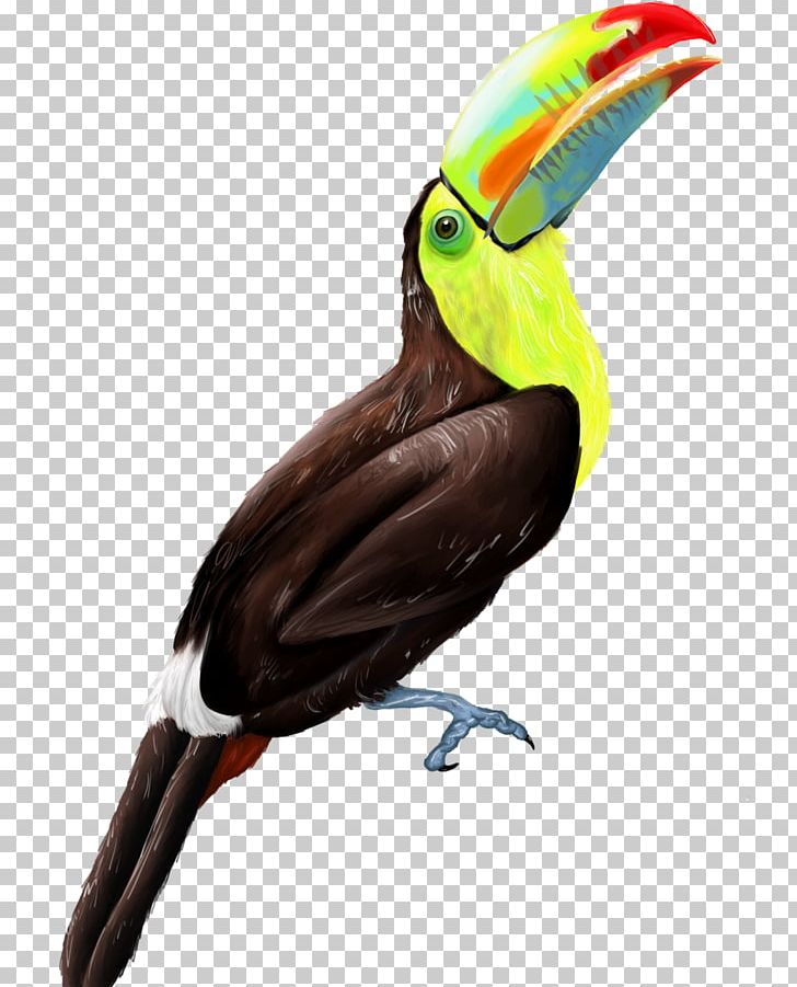 Toucan Bird Hornbill Beak Peregrine Falcon PNG, Clipart, Animal, Animals, Beak, Bird, Common Cuckoo Free PNG Download