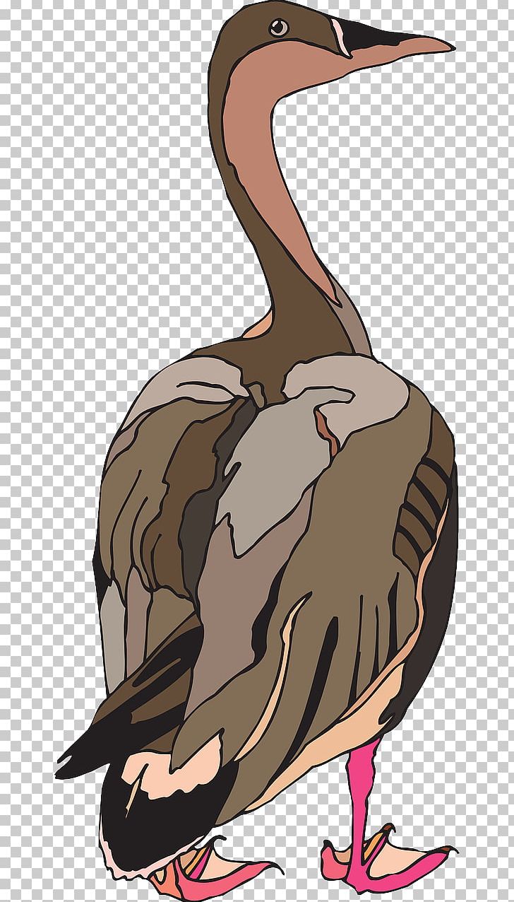 Duck Bird Pelican Goose PNG, Clipart, Animal, Animals, Art, Beak, Bird Free PNG Download