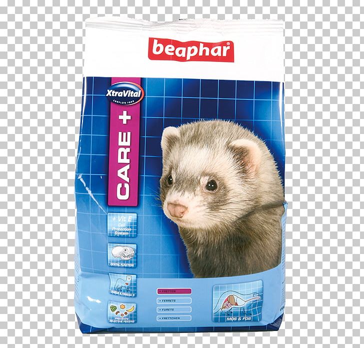 Ferret Weasels Guinea Pig Rodent Dog PNG, Clipart, Animals, Aquarium Fish Feed, Artikel, Care, Carnivoran Free PNG Download