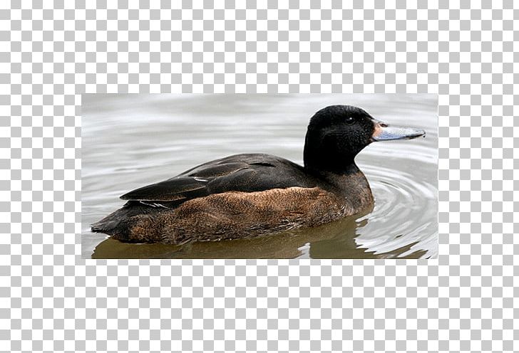 Mallard Duck Mergini Oligocene Europe PNG, Clipart, Anatidae, Animals, Asia, Beak, Bird Free PNG Download