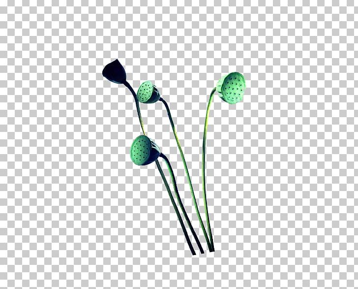 Aquatic Plant PNG, Clipart, Aquatic Animal, Aquatic Plant, Coneflower, Download, Flower Free PNG Download