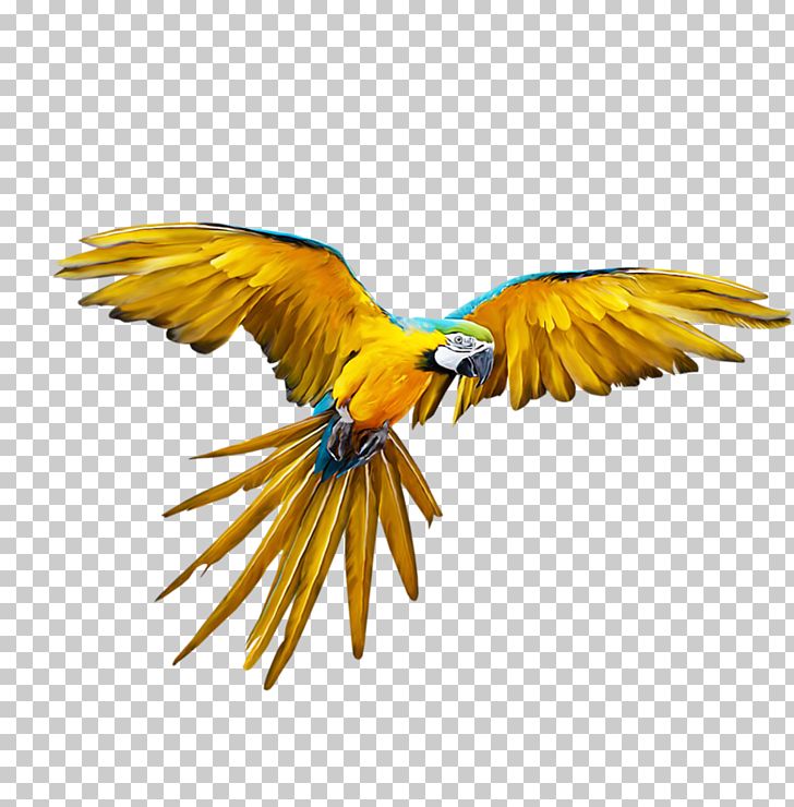 Parrot Bird Budgerigar Flight PNG, Clipart, Animals, Beak, Bird, Budgerigar, Color Free PNG Download