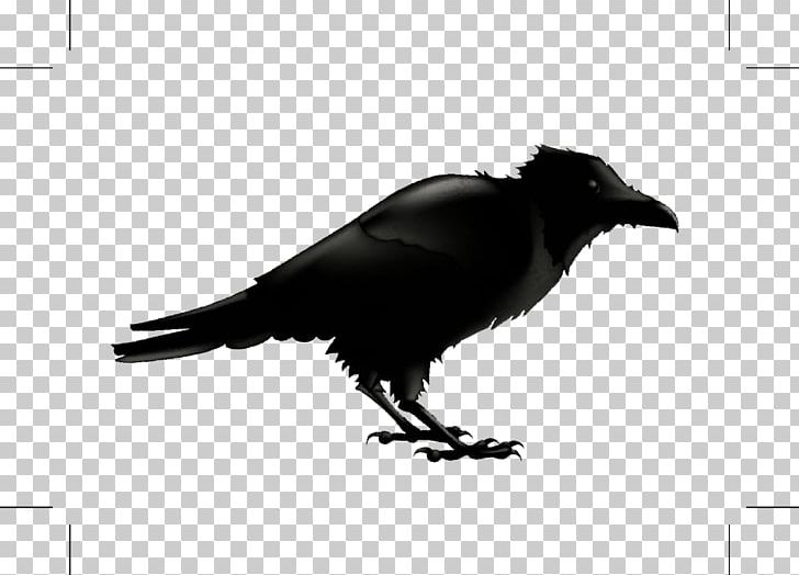 Common Raven Silhouette Stock Photography Illustration PNG, Clipart, Animal, Art, Background Black, Balloon Cartoon, Beak Free PNG Download