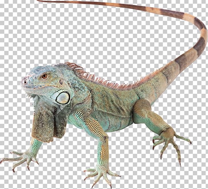 Lizard Reptile Green Iguana PNG, Clipart, Agamidae, Animals, Common Iguanas, Fauna, Free Free PNG Download