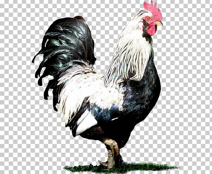 Rooster Chicken PNG, Clipart, Animals, Animation, Beak, Bird, Chicken Free PNG Download