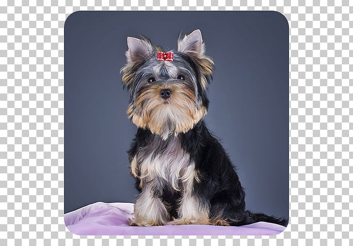 Yorkshire Terrier Morkie Miniature Schnauzer Puppy Companion Dog PNG, Clipart, Animals, Breed Group Dog, Carnivoran, Companion Dog, Dog Free PNG Download