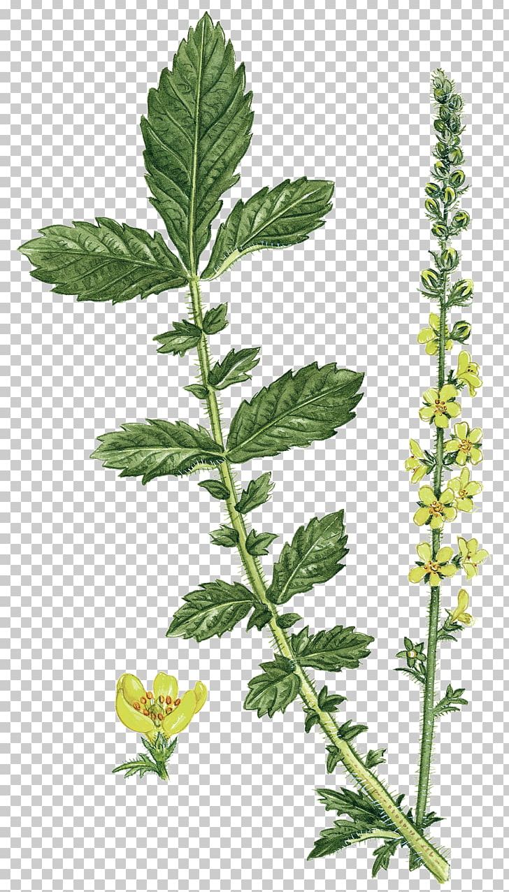 Medicinal Plants Drawing Herbaceous Plant PNG, Clipart, Cicely, Digital Image, Drawing, Epazote, Food Drinks Free PNG Download