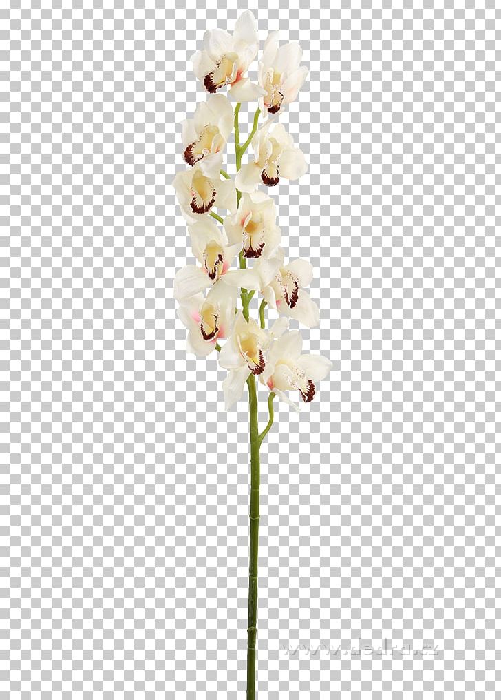 Moth Orchids Cut Flowers Flowerpot PNG, Clipart, Blossom, Branch, Centimeter, Cooperation, Cut Flowers Free PNG Download