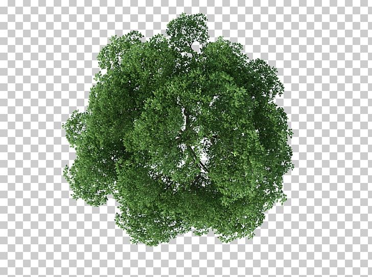 Tree Rendering PNG, Clipart, 3d Rendering, Architecture, Grass, Herb, Leaf Free PNG Download