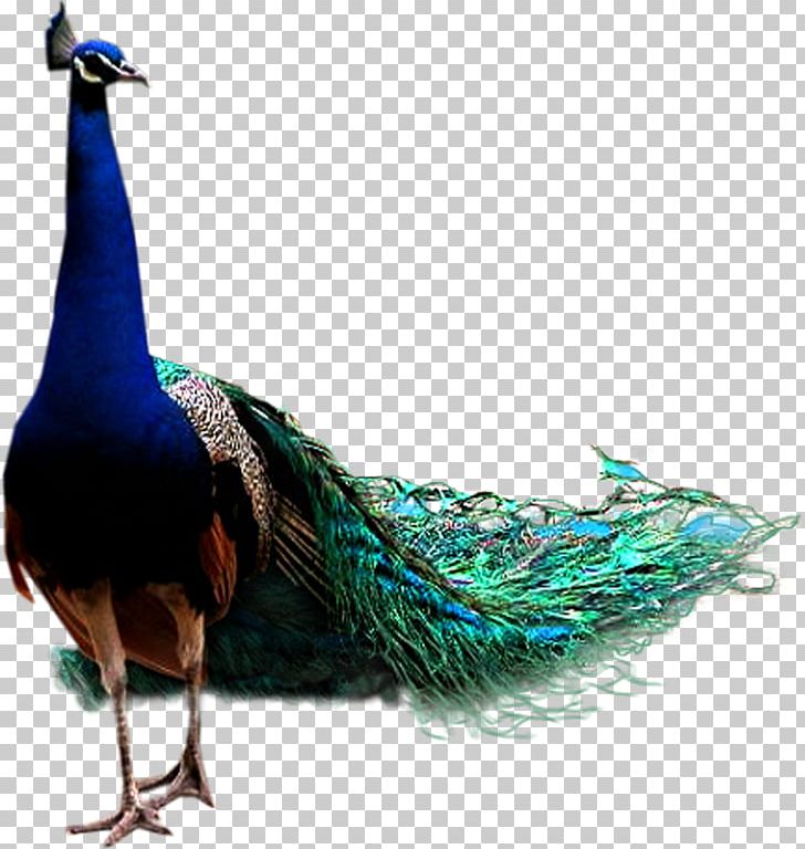 Bird Icon PNG, Clipart, 3d Computer Graphics, Animal, Animals, Animals Birds, Asiatic Peafowl Free PNG Download