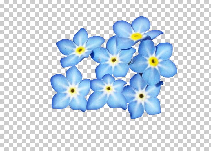 Blue Flower Petal PNG, Clipart, Blue, Borage Family, Color, Cut Flowers, Flower Free PNG Download