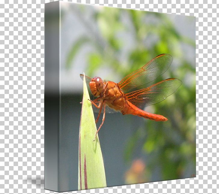 Dragonfly Insect Close-up Pest PNG, Clipart, Arthropod, Closeup, Dragonflies And Damseflies, Dragonfly, Insect Free PNG Download