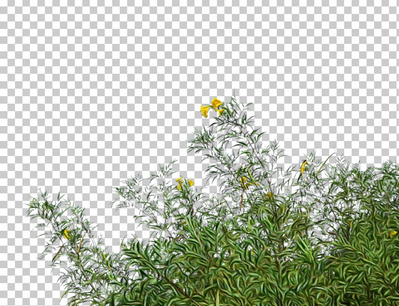 Plant Flower Grass Branch Shrub PNG, Clipart, Branch, Camomile, Chamomile, Flower, Grass Free PNG Download