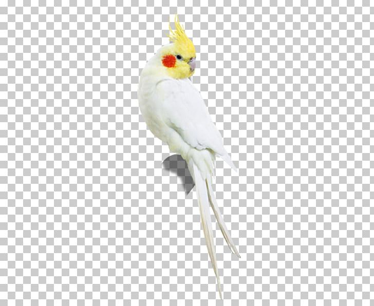Cockatiel Bird Sulphur-crested Cockatoo Parakeet PNG, Clipart, Animal, Animals, Blue, Common Pet Parakeet, Concise Free PNG Download
