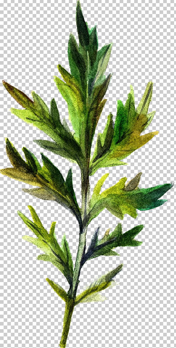 Leaf U58a8u7da0 Green PNG, Clipart, Background Green, Branch, Color, Download, Drawing Free PNG Download