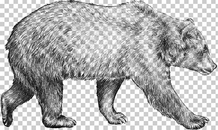Brown Bear Drawing Grizzly Bear Sketch PNG, Clipart, Animals, Art, Artwork, Bear, Black And White Free PNG Download