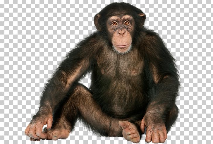 Chimpanzee Gorilla Ape Monkey Orangutan PNG, Clipart, Animals, Ape, Chimpanzee, Common Chimpanzee, Digital Image Free PNG Download