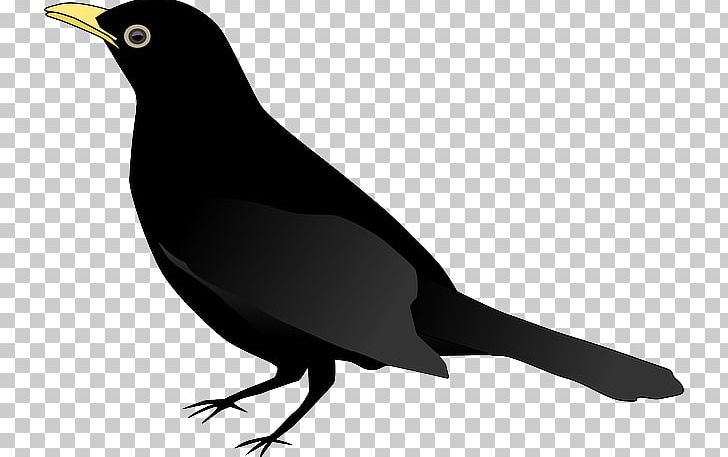 Common Blackbird Drawing PNG, Clipart, Beak, Bird, Black And White ...