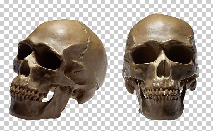 Skull No Homo Sapiens Therapy Ga PNG, Clipart, Body, Bone, Cranial, Cranial Skeleton Head, Dentist Free PNG Download