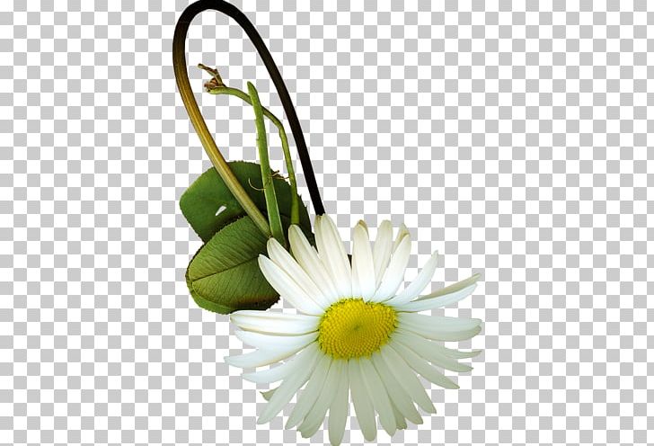 Flower Chrysanthemum Floral Design Oxeye Daisy PNG, Clipart, Blog, Centerblog, Chamaemelum Nobile, Chrysanthemum, Cut Flowers Free PNG Download