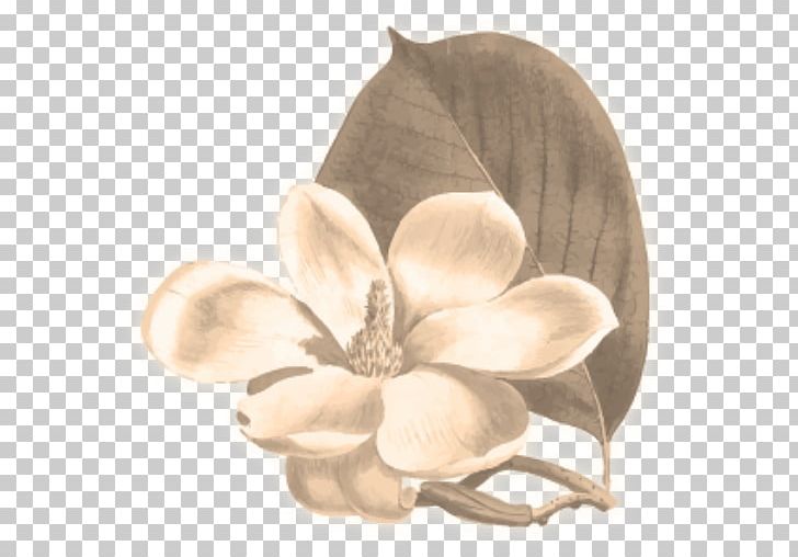 Flower Yulan Magnolia Botany Botanical Illustration Chinese Magnolia PNG, Clipart, Botanical Illustration, Botany, Chinese Magnolia, Color, Floral Design Free PNG Download