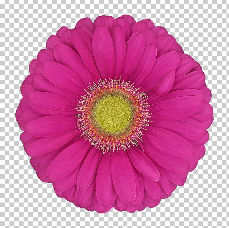 Transvaal Daisy Cut Flowers 2019 BMW 3 Series Marish Greenhouses Malibu PNG, Clipart, Absolut Vodka, Assortment Strategies, Aster, Celebrations, Cut Flowers Free PNG Download