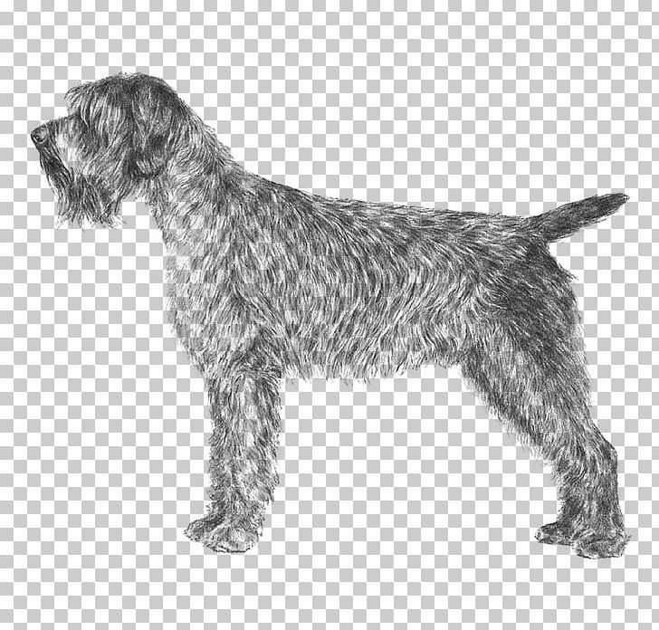 Wirehaired Pointing Griffon German Wirehaired Pointer Spinone Italiano Wirehaired Vizsla PNG, Clipart, American Kennel Club, Animals, Carnivoran, Dog Breed, Dog Like Mammal Free PNG Download