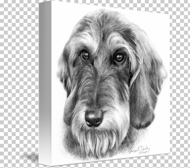 Miniature Schnauzer Puppy Petit Basset Griffon Vendéen Schnoodle Dachshund PNG, Clipart, Animals, Black And White, Bre, Bread Pan, Carnivoran Free PNG Download