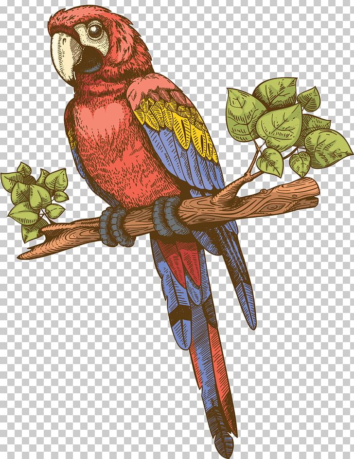 Parakeet PNG, Clipart, Adobe Systems, Art, Beak, Bird, Branch Free PNG Download