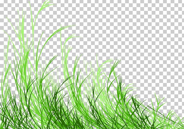 Photography PNG, Clipart, Art, Computer Wallpaper, Drawing, Grass, Grass Family Free PNG Download