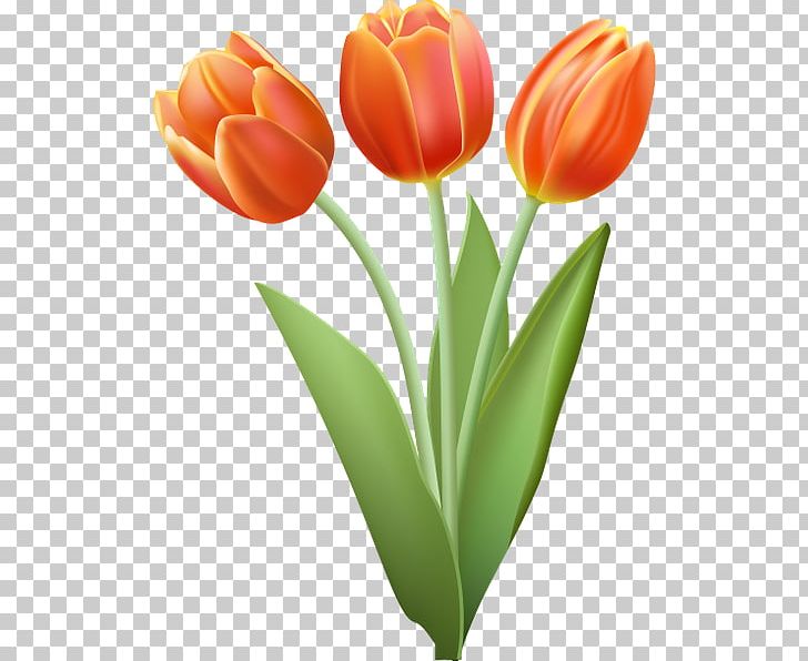 Drawing Tulip PNG, Clipart, Can Stock Photo, Cut Flowers, Drawing, Floral Design, Flower Free PNG Download