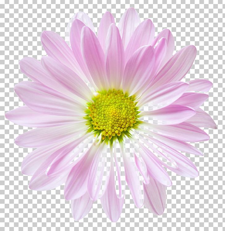 Flower Floral Clock Stock.xchng Common Daisy PNG, Clipart, Annual Plant, Aster, Chrysanths, Clock, Common Daisy Free PNG Download