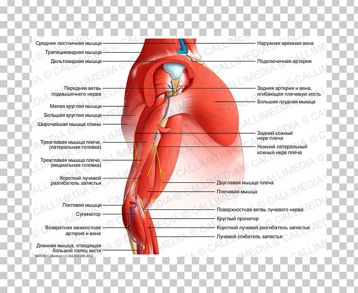 Muscle Human Anatomy Shoulder Nerve PNG, Clipart, Abdomen, Anatomy, Arm, Biceps, Blood Vessel Free PNG Download