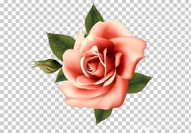 Garden Roses Pink Cabbage Rose Flower PNG, Clipart, Cabbage Rose, China Rose, Closeup, Cut Flowers, Floral Design Free PNG Download