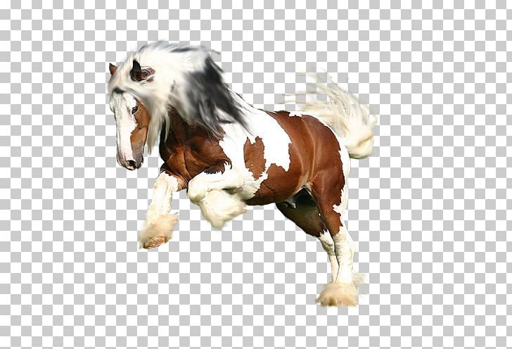 Mustang Stallion Pony Painting PNG, Clipart, 2019 Ford Mustang, Businessperson, Com, Faq, Ford Mustang Free PNG Download