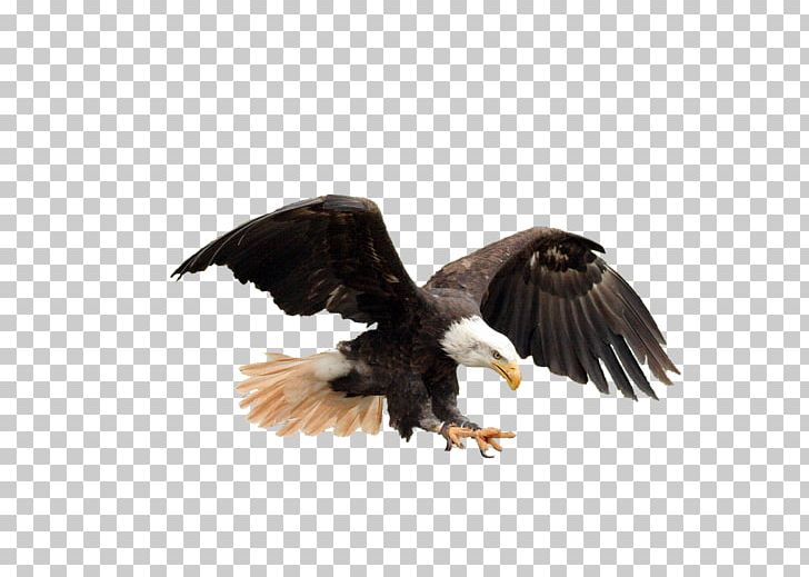 United States Bald Eagle Ebonyi State University PNG, Clipart, Accipitriformes, Adler, Animaatio, Bald, Bald Eagle Free PNG Download
