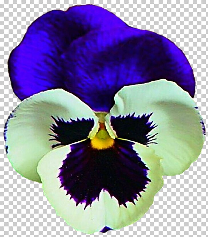Violet Pansy PicsArt Photo Studio Sticker Plant PNG, Clipart, Flower, Flowering Plant, Iridaceae, Iris, Iris Family Free PNG Download