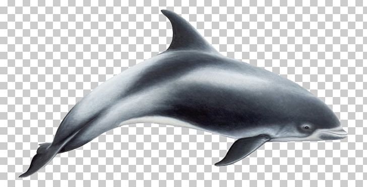 White-beaked Dolphin Toothed Whale Baleen Whale Porpoise PNG, Clipart, Animal, Animals, Cetacea, Common Bottlenose Dolphin, Cute Dolphin Free PNG Download