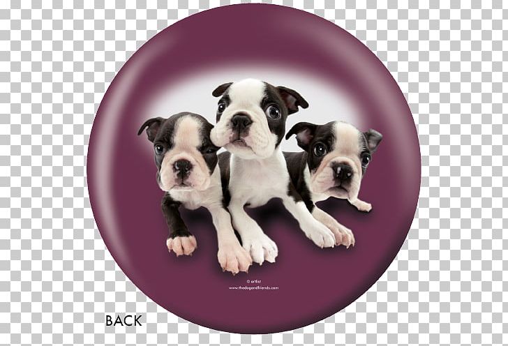 Boston Terrier Old English Bulldog Olde English Bulldogge Toy Bulldog Valley Bulldog PNG, Clipart, Animals, Boston, Boston Terrier, Bowling Ball, Bulldog Free PNG Download