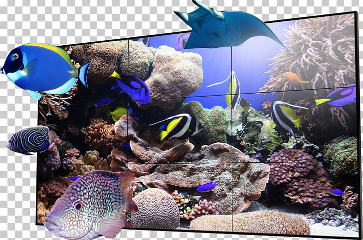 Coral Reef Fish Drawing Ecosystem PNG, Clipart, 3d Tv, Aquarium, Aquarium Decor, Computer Wallpaper, Coral Free PNG Download