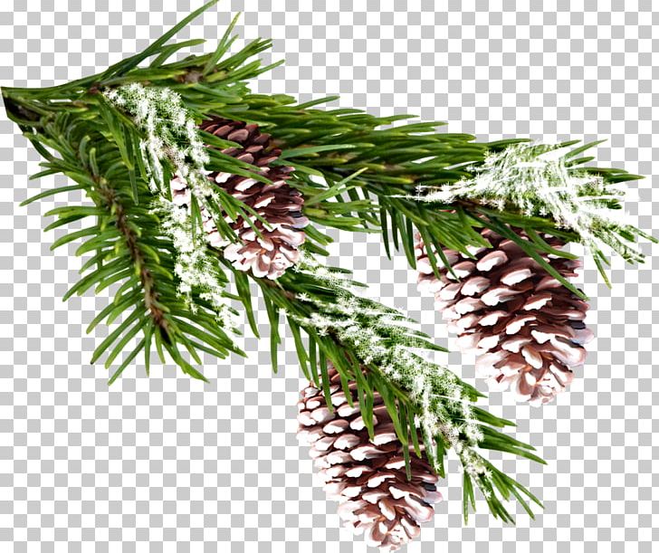Spruce Pine PNG, Clipart, Branch, Christmas Ornament, Conifer, Data, Data Compression Free PNG Download