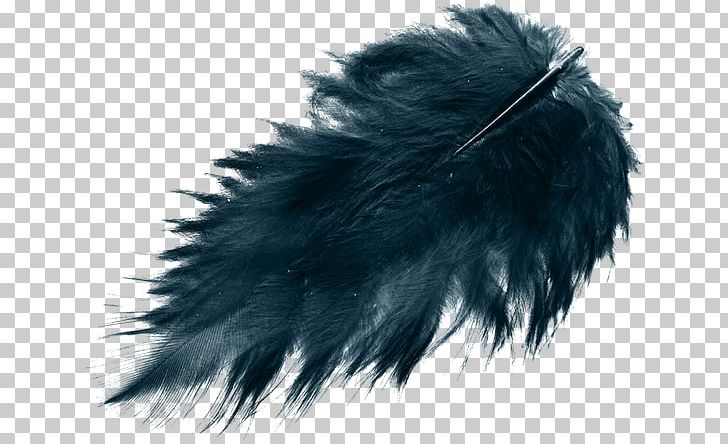Feather Bird Black Color PNG, Clipart, Animals, Bird, Black, Blog, Color Free PNG Download