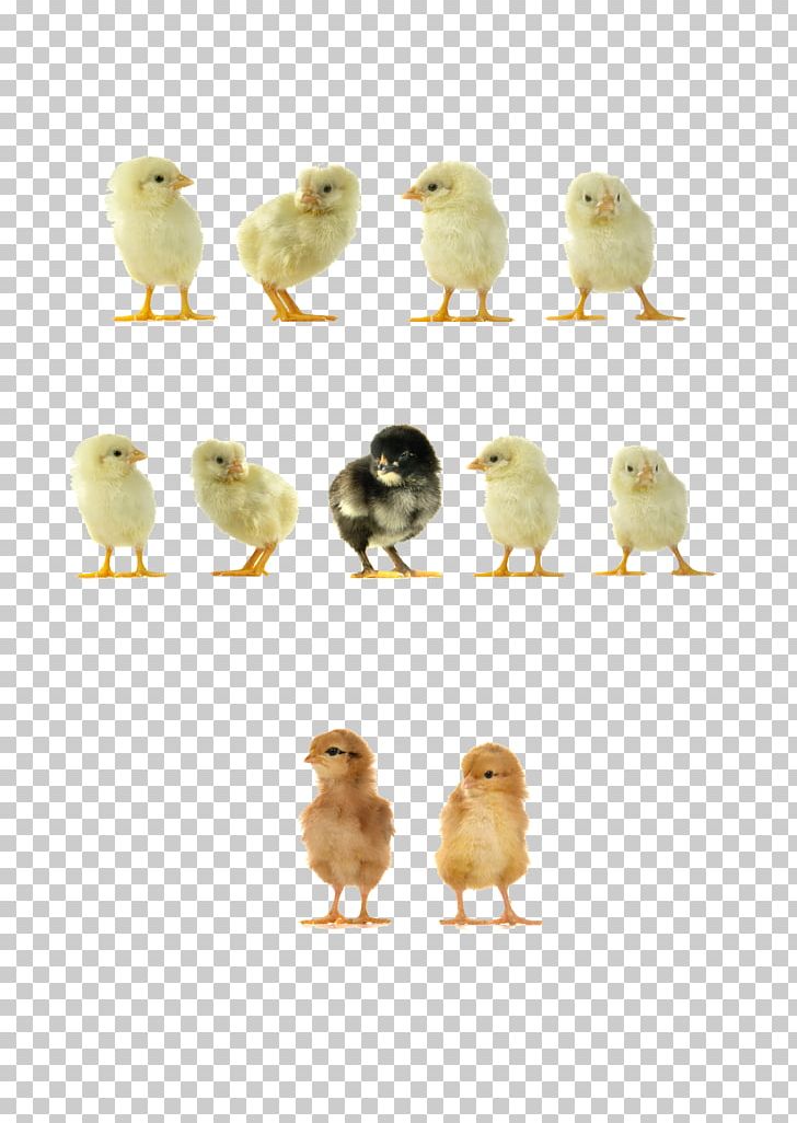 Yellow-hair Chicken Duck Icon PNG, Clipart, 3d Computer Graphics, Aberdeen, Animals, Bird, Chick Free PNG Download
