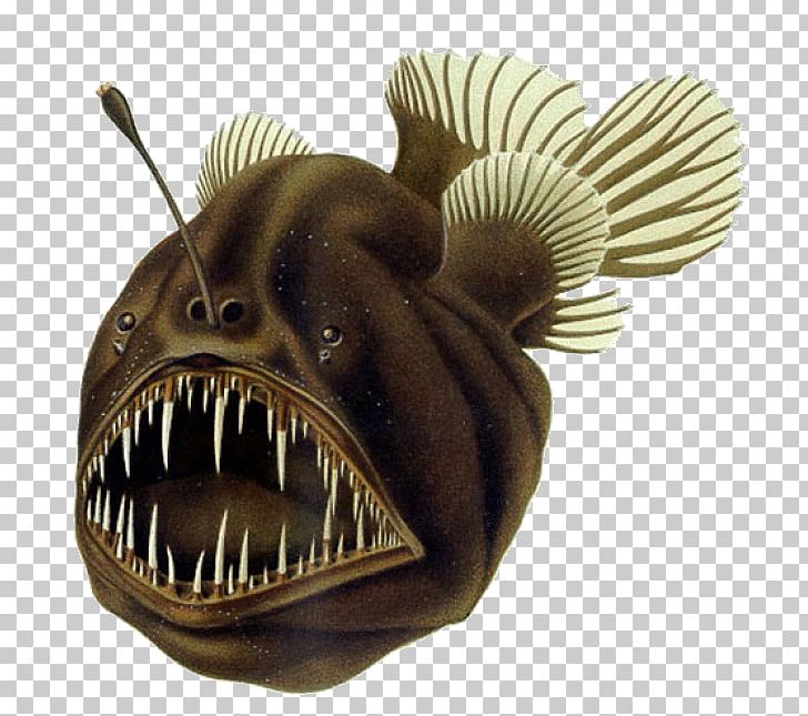 Black Seadevil Humpback Anglerfish Deep Sea Fish PNG, Clipart, Anglerfish, Animals, Bioluminescence, Black Seadevil, Deep Sea Free PNG Download
