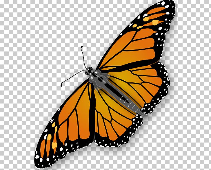 Butterfly PNG, Clipart, Arthropod, Brush Footed Butterfly, Butterfly, Copyright, Download Free PNG Download