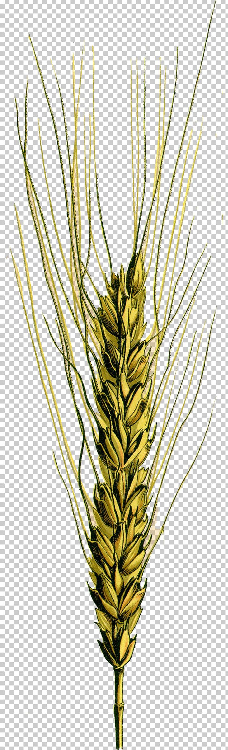 Emmer Common Wheat Spelt Einkorn Wheat Cereal Germ PNG, Clipart, Barley, Bread, Cereal, Cereal Germ, Commodity Free PNG Download
