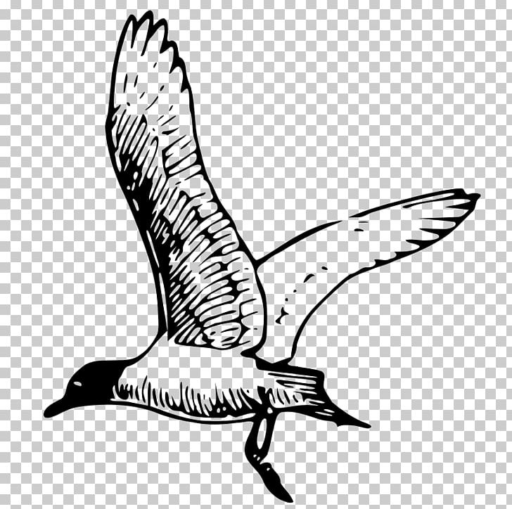 Gulls PNG, Clipart, Artwork, Beak, Bird, Black And White, Computer Icons Free PNG Download