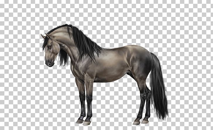 Mustang Mane Stallion Mare Andalusian Horse PNG, Clipart, Akhalteke, Andalusian Horse, Black, Breed, Bridle Free PNG Download